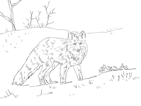 Red Fox In Snow Coloring Page